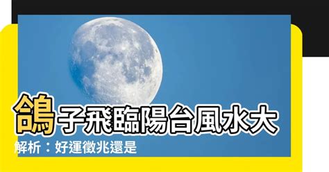 鴿子飛到陽台風水|「鴿子」常飛來你家陽台嗎？恭禧！代表你快走運了，。